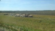 + Лошади и овцы в степях Казахстана (3) — к1