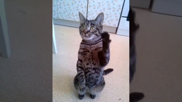 Моя кошка Фрося просит кушать:))