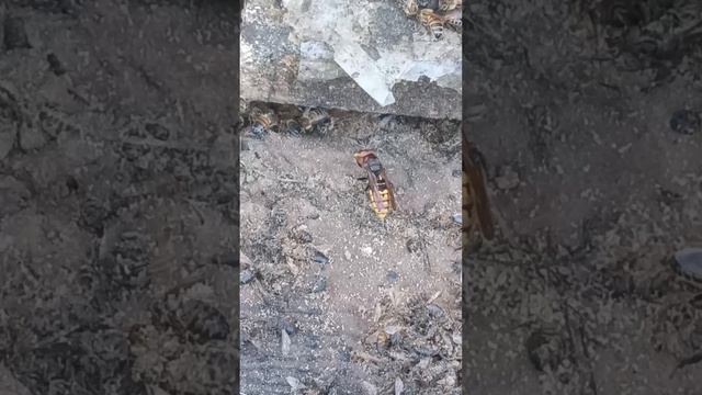 Суперубийца пчел #пчела #пчелосемья #пасека #мед #мёд #матка #улей #деревня #природа #bee