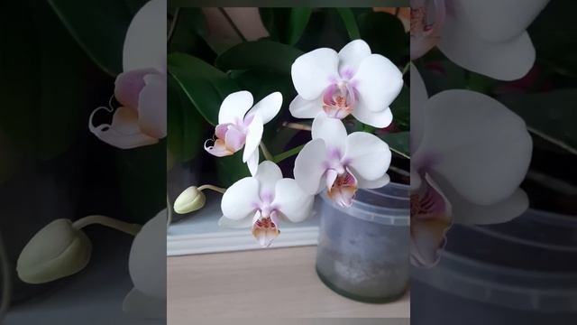 Микс от Miki orchid вероятно Miki Smile
