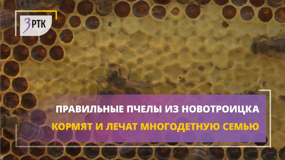 Правильные пчелы из Новотроицка кормят и лечат многодетную семью