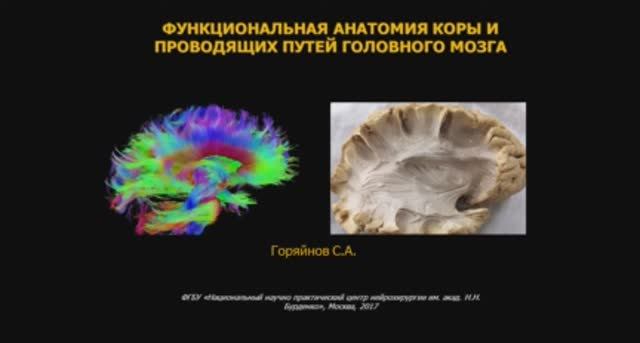 Функциональная анатомия коры и проводящих путей мозга
