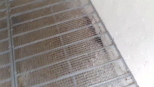 Пол в Новой Голубятне