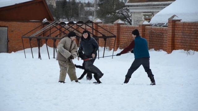 Ризеншнауцер Лабари защита хозяйки