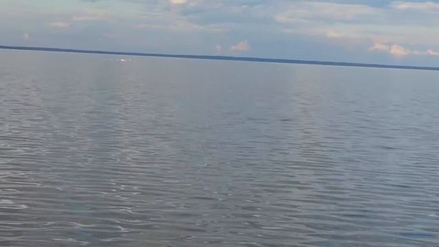 США .Флорида. Алигаторы кишмя кишат в озере Апопка.