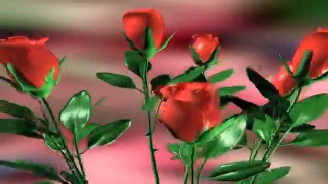 Красные розы - Футаж - Видео - Анимация - Вращение - SD