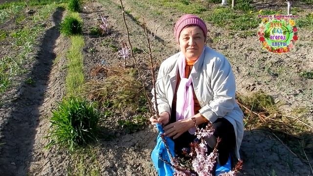 14 апреля 2021 года - золотой день для посадки саженцев деревьев кустарников в саду.
