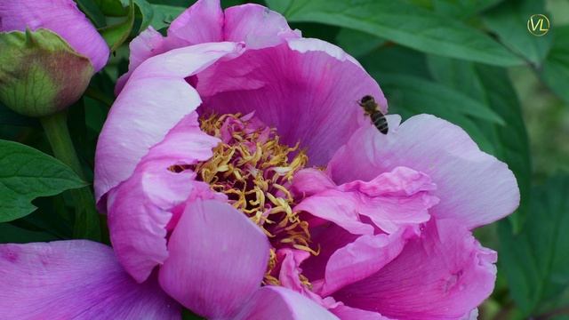 ПИОНЫ В САДУ  пион древовидный Красивые пионы flowers Nikon d500  цветущий пион видео 4к