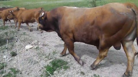 Alpage de Naves . Repas du soir