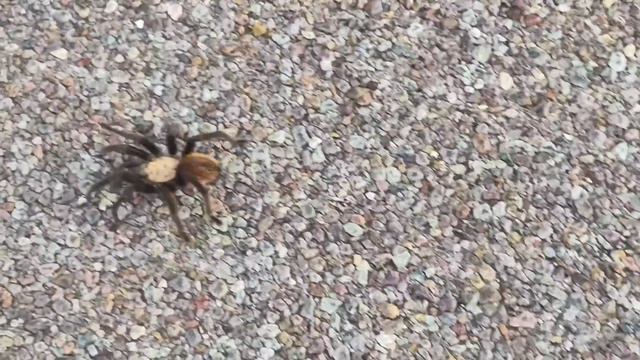 Big Bend national park animals, Texas, tarantulas. Животные Америки, тарантул