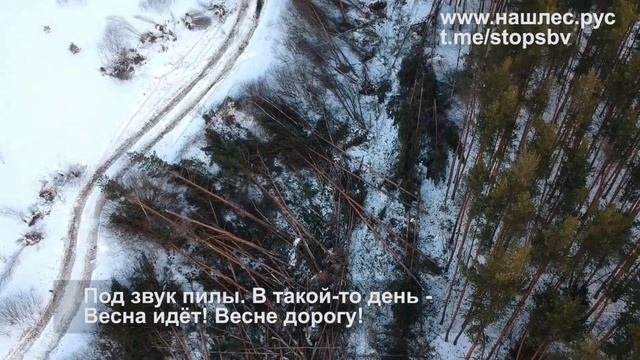 Варварская вырубка Ульяновского леса в Москве