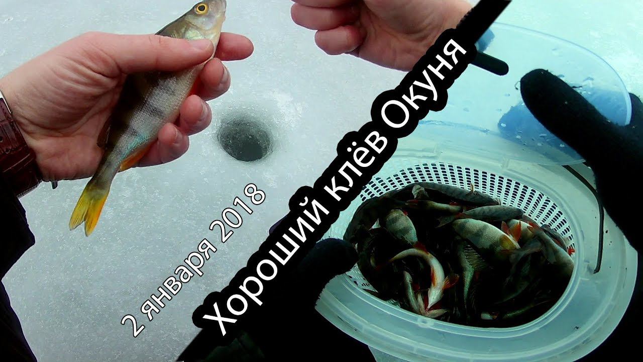 Хороший клёв окуня. Рыбалка в Новый Год 2018