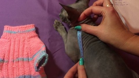 Снятие мерок для кошачьих свитеров