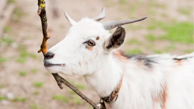 "Бузяку-Кузяку"- белорусская сказка, автор Вячеслав Ткачёв