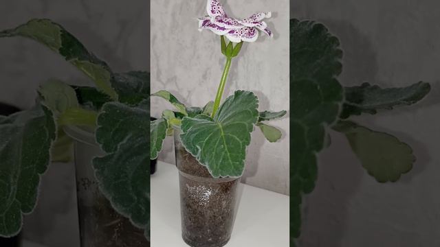 Глоксиния из семян