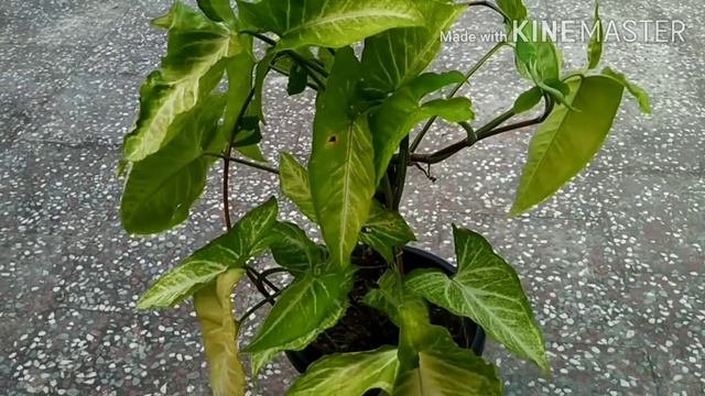 Syngonium/ Arrowhead Plant Care Tips In Hindi/ Propagation Method And Varities Of Syngonium