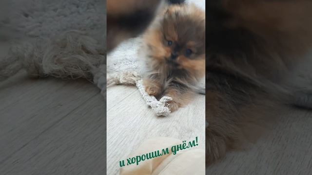 Шпиц померанский девочка.