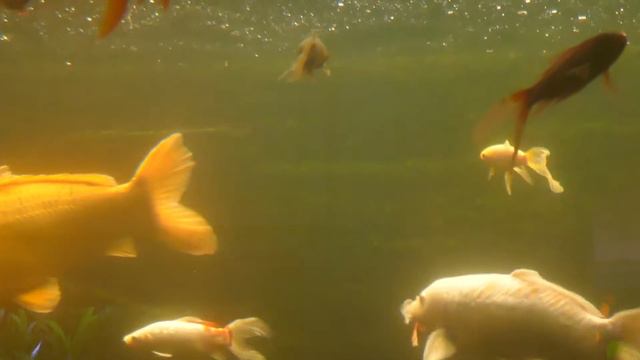 Aquarium Wasserbillig. Аквариум в Вассербиллиг.