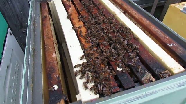 перевожу пчел на ячейку 4,6 - 5,0 мм, часть 56, отводок с двух годовалой маткой после зимовки