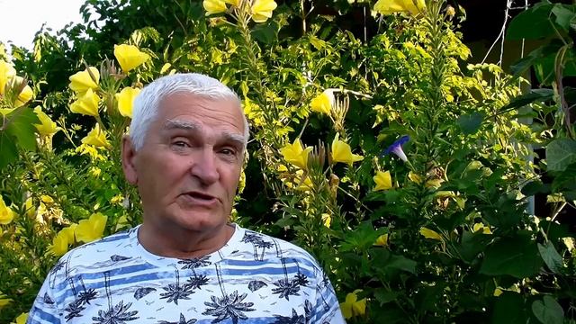 Макрофаги-санитары.mp4