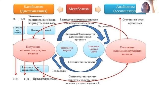 Что такое обмен веществ катаболизм  анаболизм