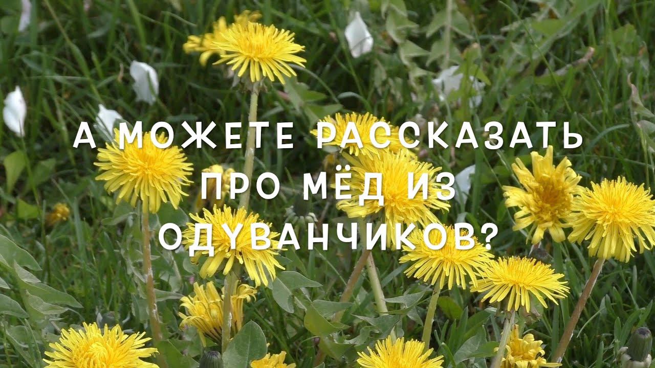 А можете рассказать про мёд из одуванчиков? + разыгрываем ПРИЗ стоимостью 5000 руб!