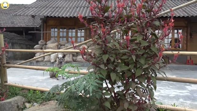 freelancelifestyle ru Vietnam 489 8 Sapa Private Trekking