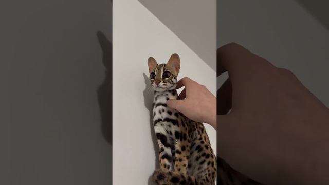 Забавная Азиатская леопардовая кошка