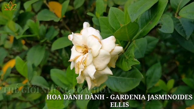 Hoa Dành Dành - tên khoa học:Gardenia jasminoides Ellis