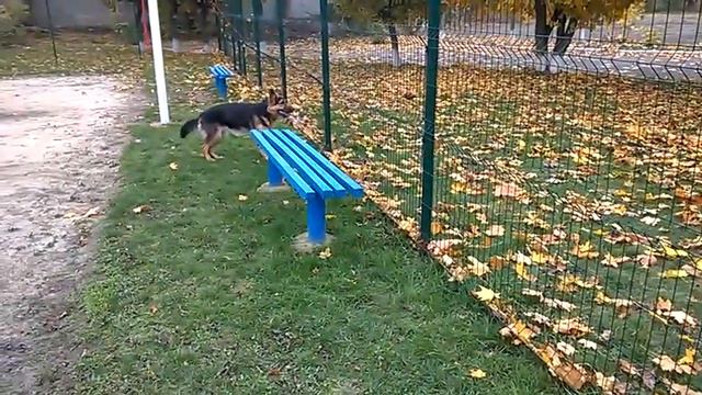 Немецкая овчарка и Шпиц ;) Встретились :)