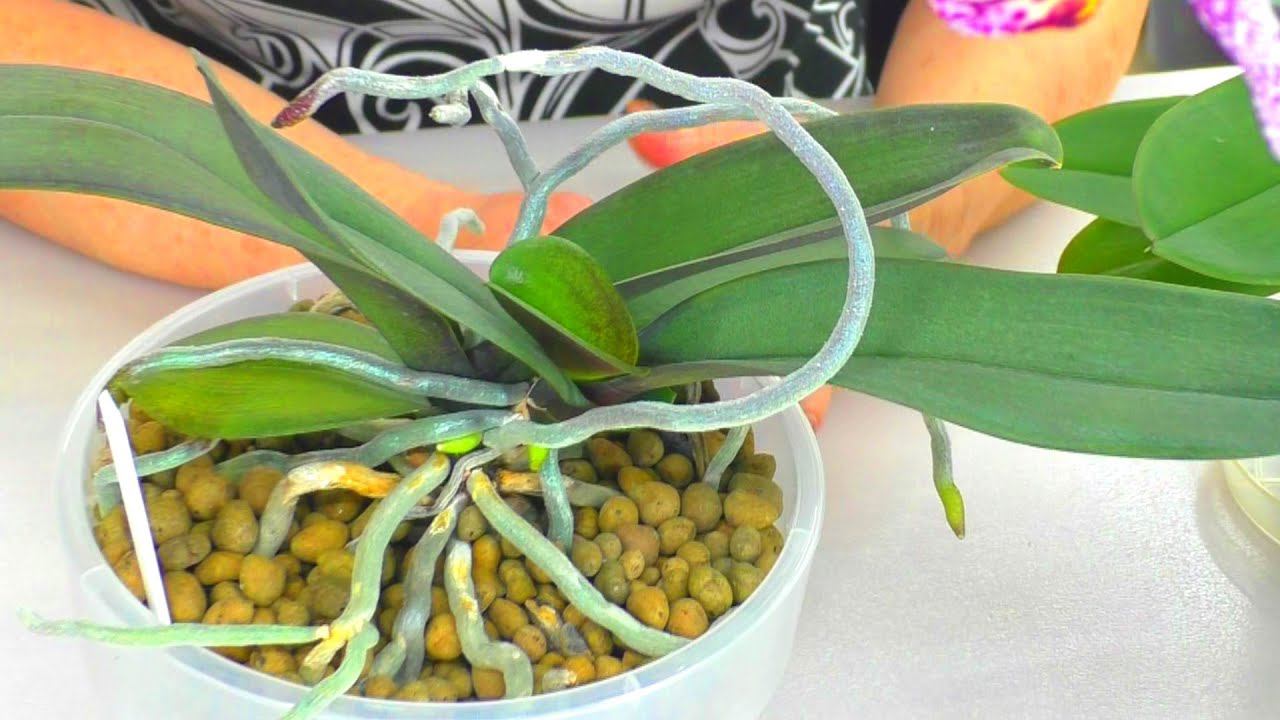 Точка роста у орхидеи потеряна! Почему из неё растут корни или цветонос? Что ждать от такой орхидеи?