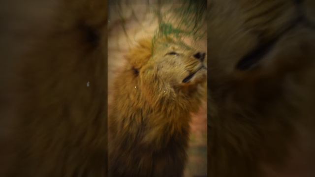 ملحمة البحث عن #أسد_الأطلس في خنيفرة: رحلة "أمودو" نحو الكشف عن أسطورة المغرب