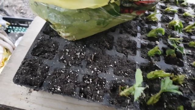 Кассетная рассада клубники.