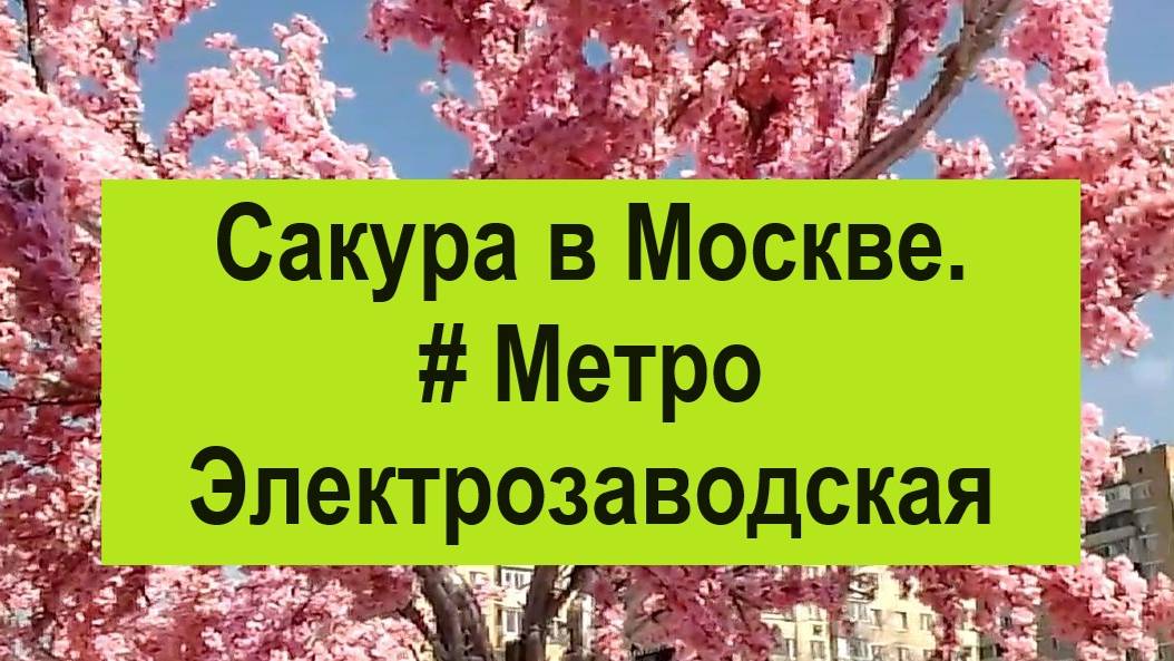 Сакура в Москве. #Электрозаводская  #Сакура  #Москва