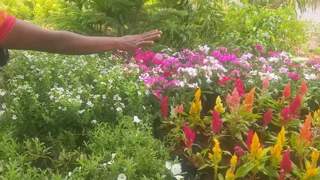 പുതിയ ഒരു അംഗത്തെ കൂടി  കിട്ടി.... 😍#Petunia #green Soil By Neethu#....