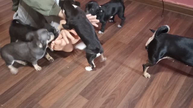 11.02.24 #влогикаждыйдень чихо малыши играют с ребенком #vlog #chihuahualove #счастьевмелочах
