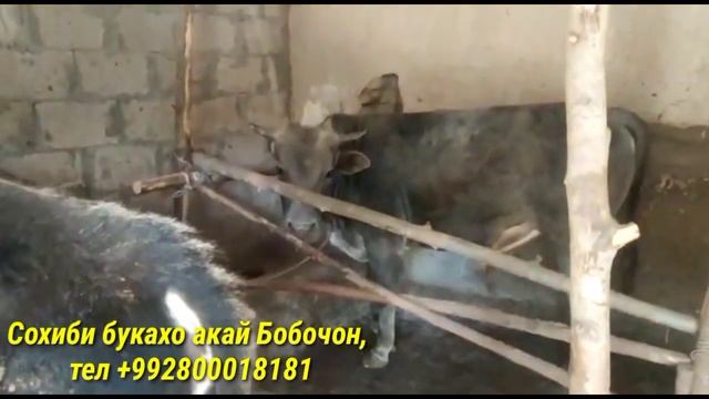 5 БУКАХОИ ФУРУШИ АРЗОН СРОЧНО ДАР НОХИЯИ ВАХШ 06 04 2021