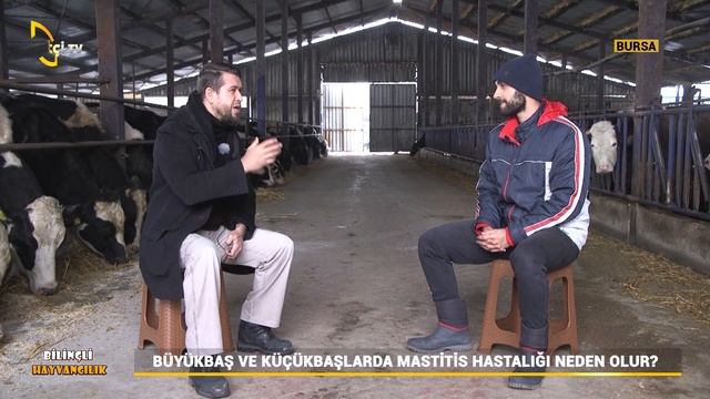 Kış Aylarında Hayvanların Hastalığa Yakalanmaması İçin Yapılacaklar! - Bilinçli Hayvancılık