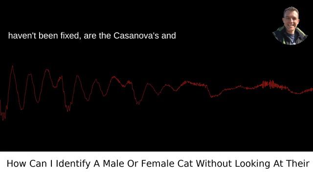 How Can I Identify A Male Or Female Cat Without Looking At Their Private Parts?