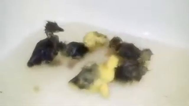 Купание гусят , 3 дня отроду