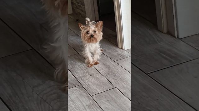 Ты такая классная🥰 #йорк #собака #врек #dog #cutepuppy #cute #funny