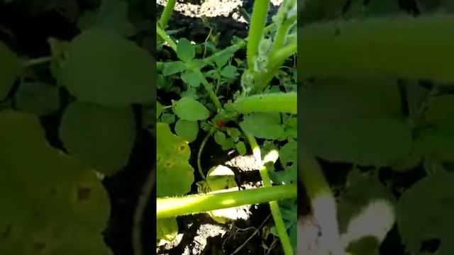 Фитнес бесплатный, дача, огород)))