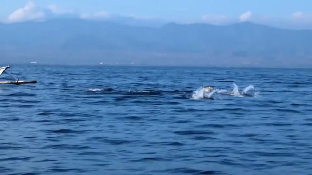 Dolphin Meditation Music - Dolphin Therapy - Deep Sleep Music - Relaxation Music - 1 Hour