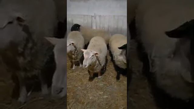 Отзыв покупателя из Калуги о породах Суффолк и Шароле Британской селекции от компании Эльстадо