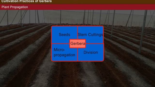 Production Technology of Gerbera [Year-2]