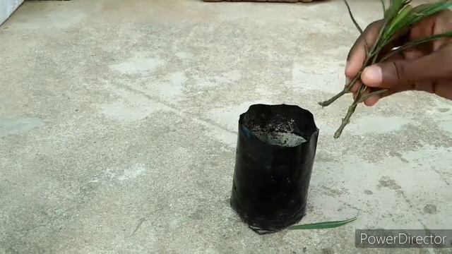 How to grow cutting of Mexican petunia plant ||Garden teach||