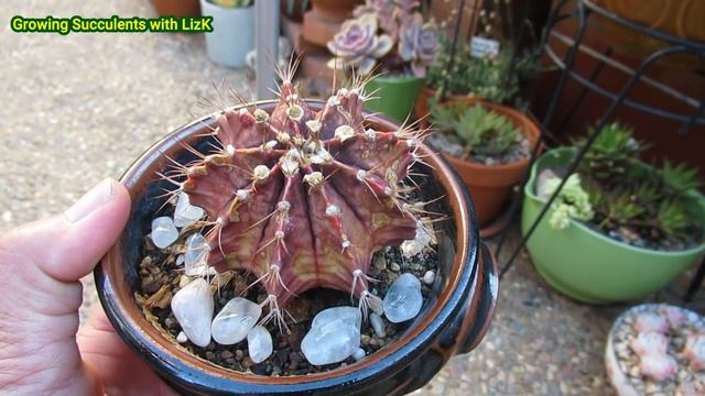 How to GROW Succulent in POTS WITH NO HOLE | GSwLK