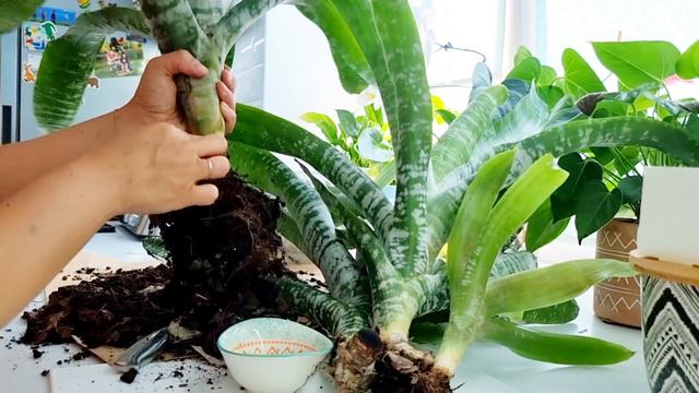 ЭХМЕЯ. Пересадка и отделение деток. Очень ЛЕГКО и БЫСТРО! Растение скажет вам спасибо