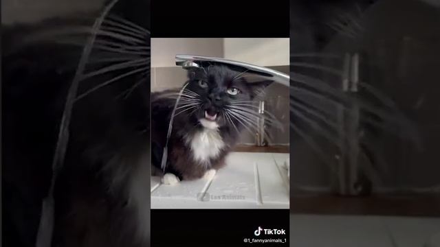 Приколы животными. Домашние животные. смех до слез. 87 часть