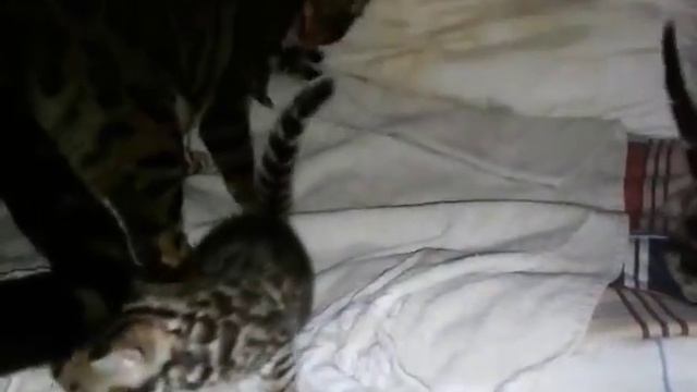 Бенгальские котята